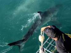 White shark diving (10)
